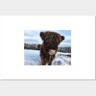 Scottish Highland Cattle Calf 1675 Posters and Art